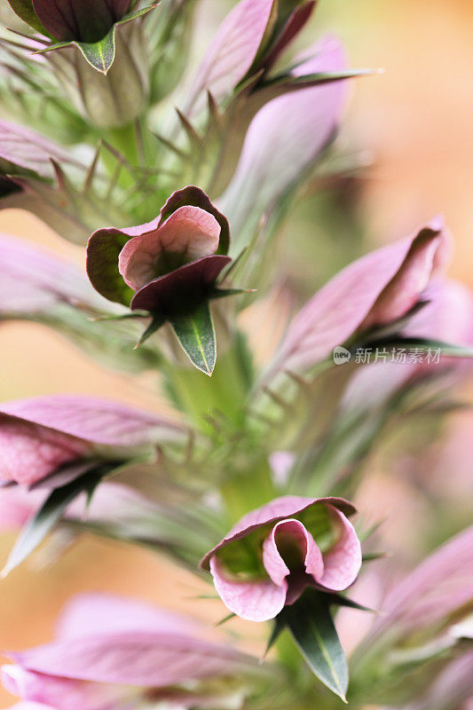 熊马裤Acanthus mollis花开花